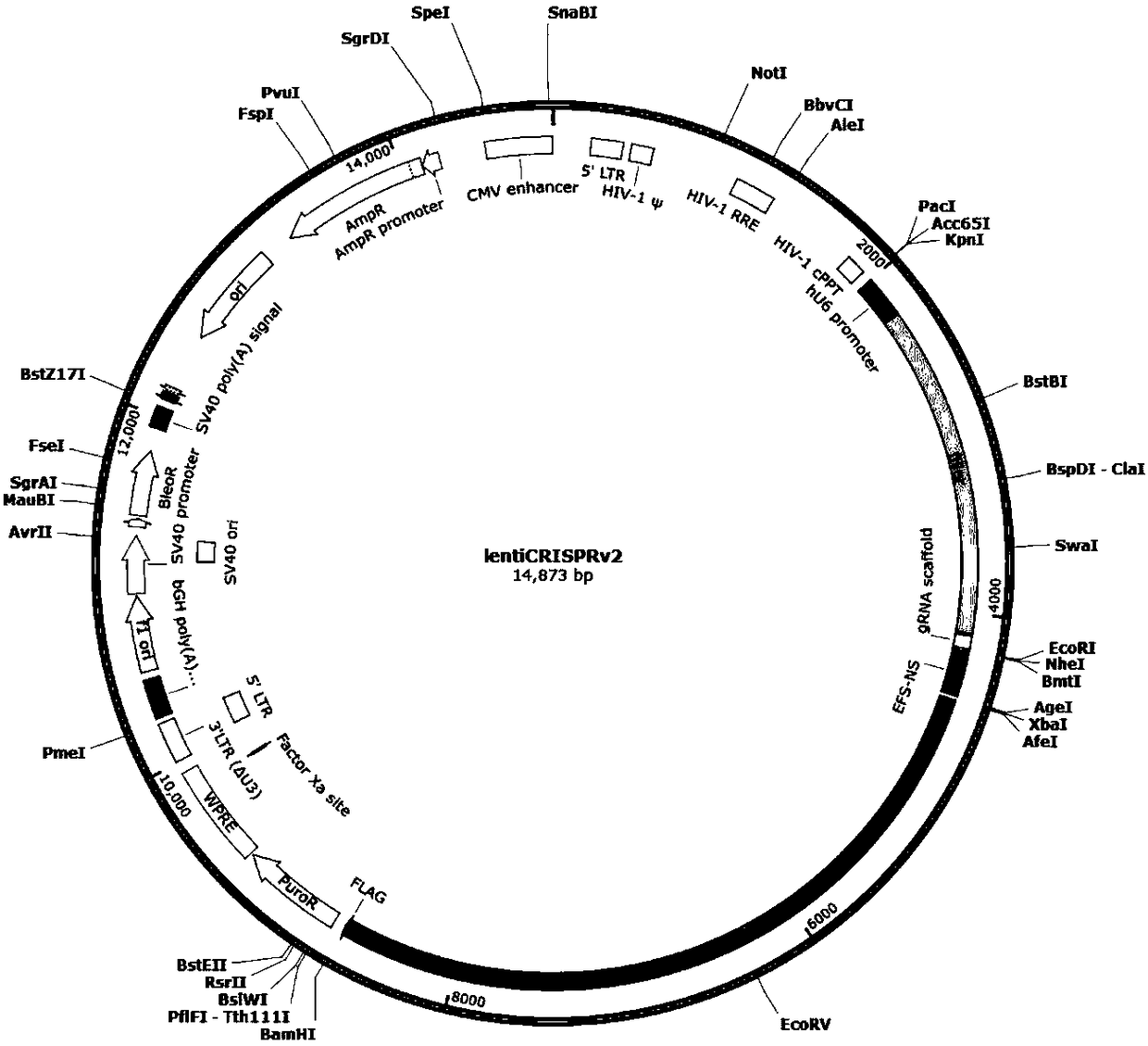 CRISPR-Cas9 for targeting knockout of human intestinal cancer cell CNR1 gene, and specific sgRNA thereof