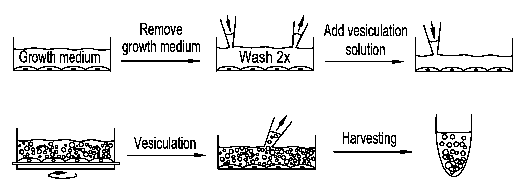 Plasma membrane vesicles and methods of making and using same
