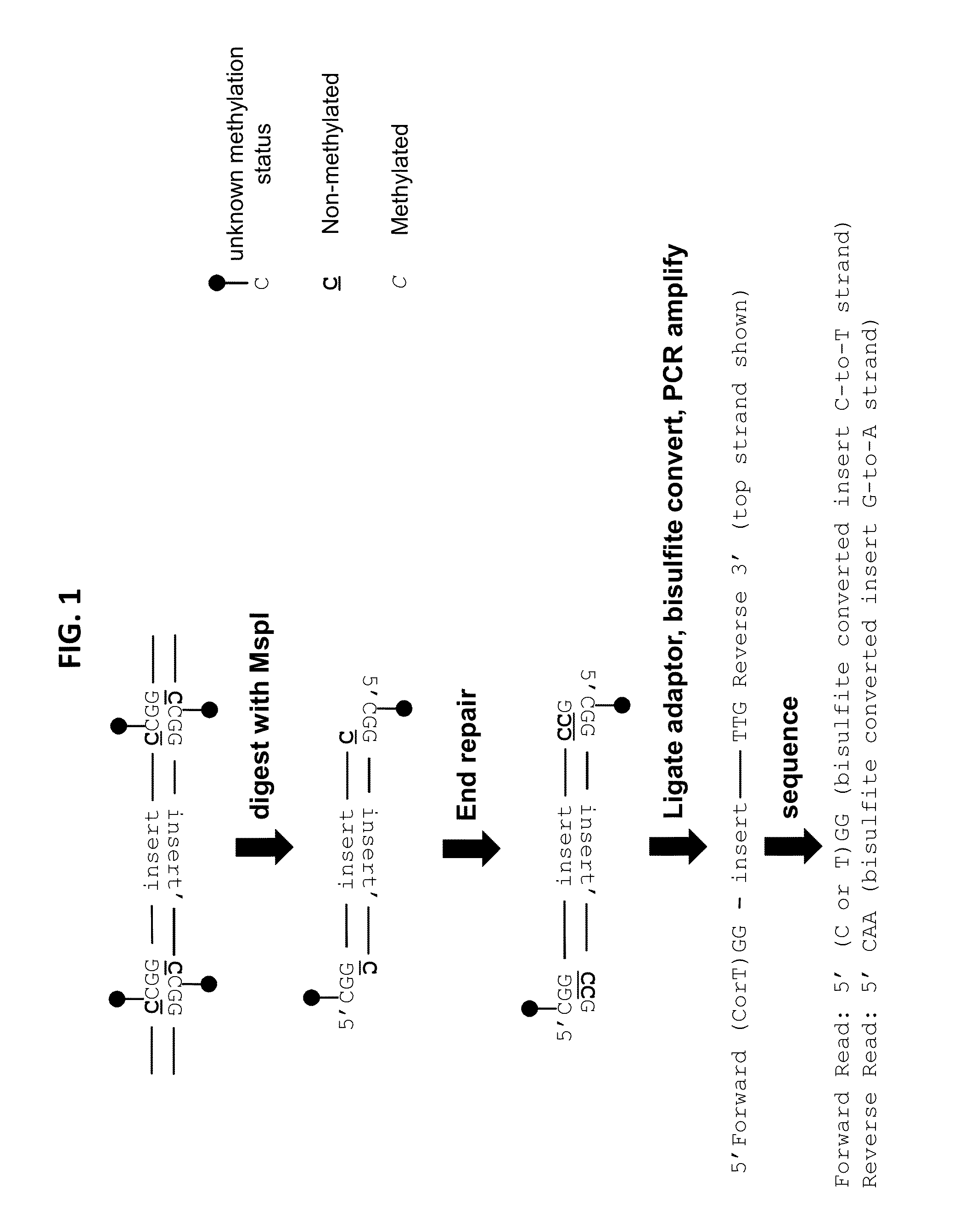 Reduced representation bisulfite sequencing with diversity adaptors