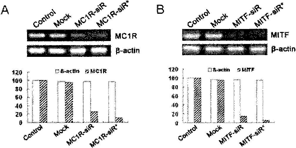 Formulation of small RNA/DNA whitening product and preparation method thereof
