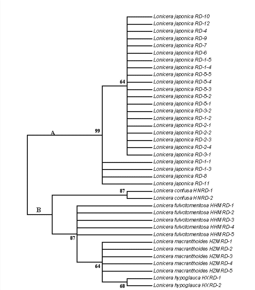 Method for identifying honeysuckle and lonicera confuse and application of same