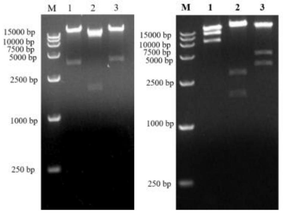 Two recombinant adenoviruses for expressing gE protein of varicella-zoster virus and application