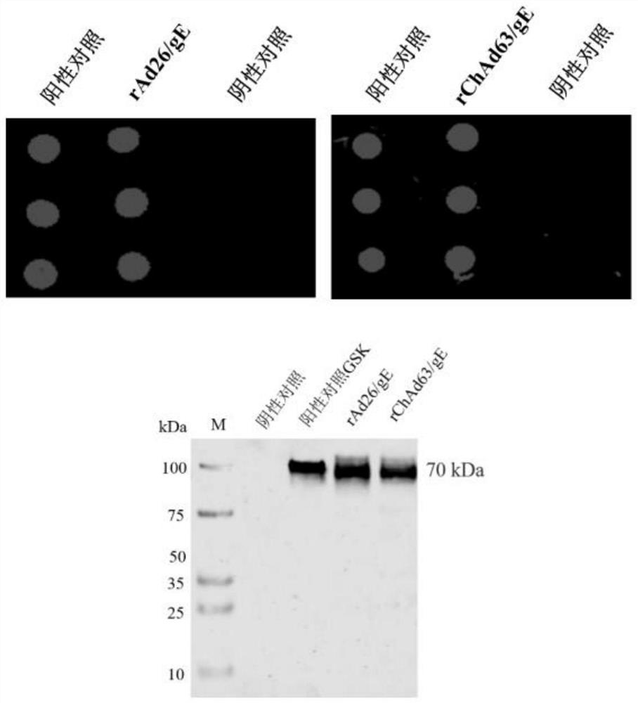 Two recombinant adenoviruses for expressing gE protein of varicella-zoster virus and application
