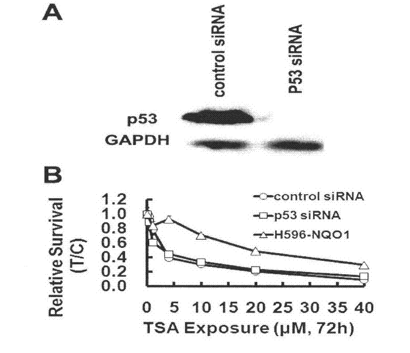 Application of tanshinone IIA in preparation of medicament for treating p53 mutational or deficient tumor