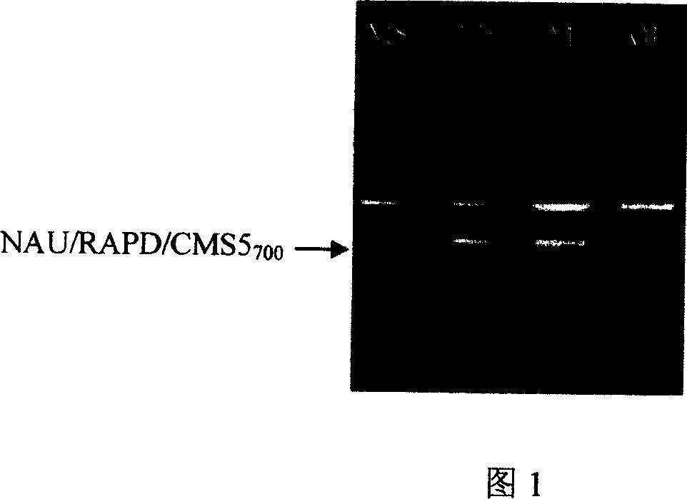 Brassica campestris ssp. Chinensis male sterile molecular marker-assisted selection method
