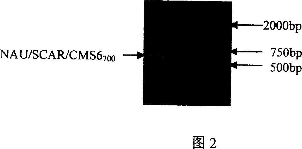 Brassica campestris ssp. Chinensis male sterile molecular marker-assisted selection method