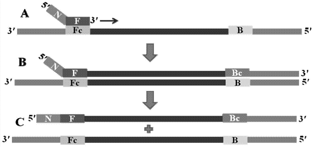 Nucleic acid isothermal amplification method and application thereof by polymerase spiral reaction
