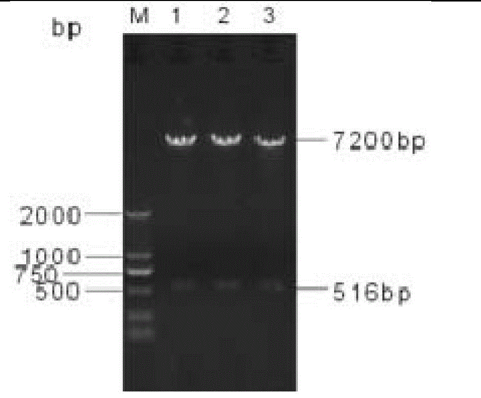 Recombinant pseudorabies virus, construction method and application thereof