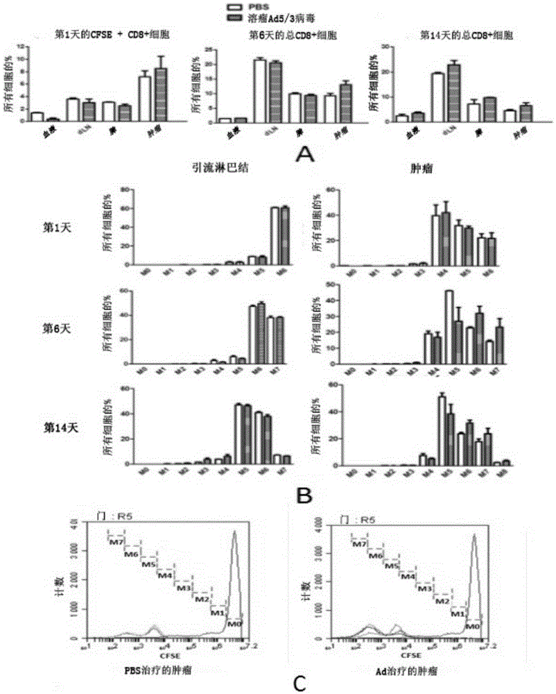 Enhanced adoptive cell therapy