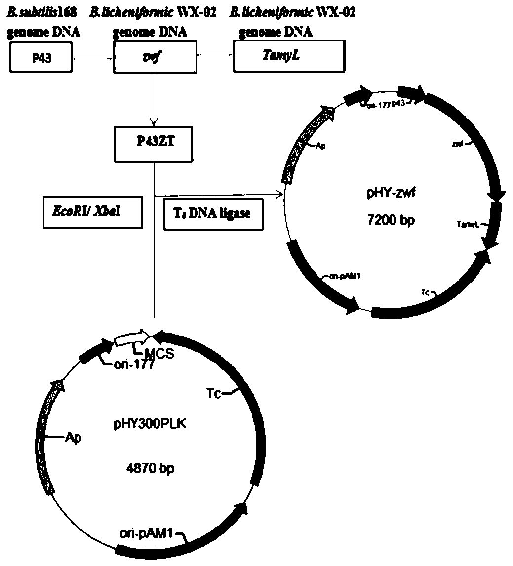 An engineering strain of Bacillus licheniformis capable of high-yielding poly-γ-glutamic acid