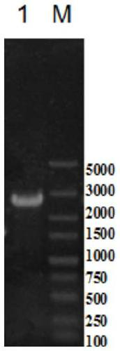 An engineering strain of Bacillus licheniformis capable of high-yielding poly-γ-glutamic acid