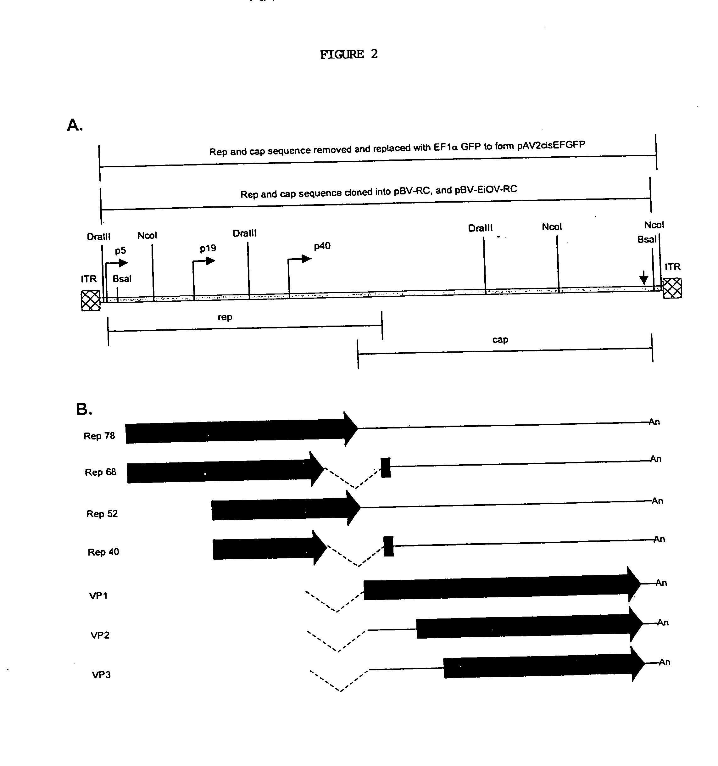 Novel compositions and methods for production of recombinant virus