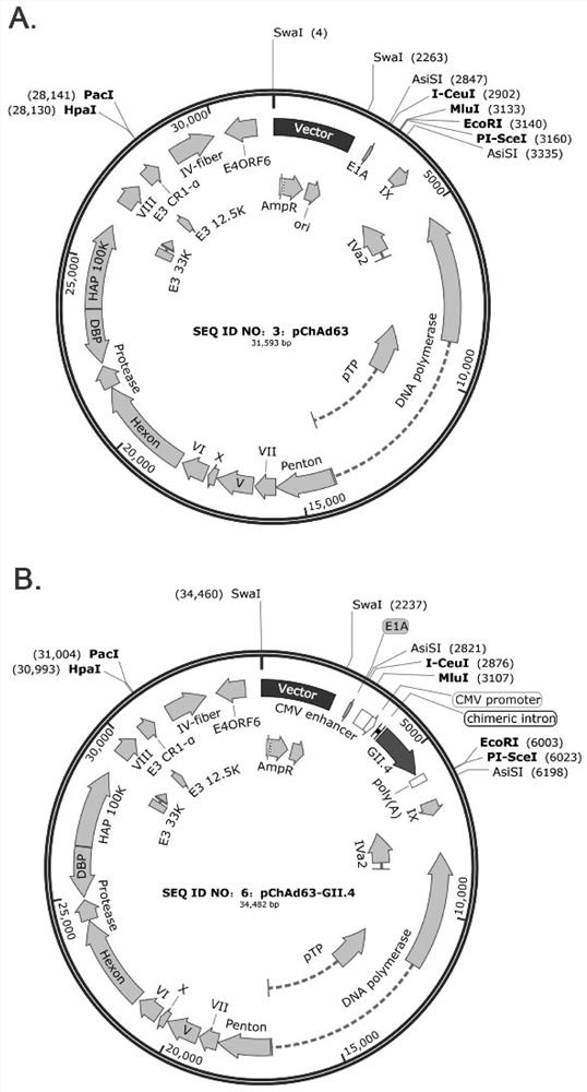 Norovirus vaccine based on chimpanzee adenovirus vector and preparation method and application thereof