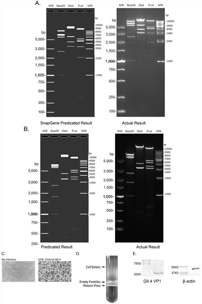 Norovirus vaccine based on chimpanzee adenovirus vector and preparation method and application thereof