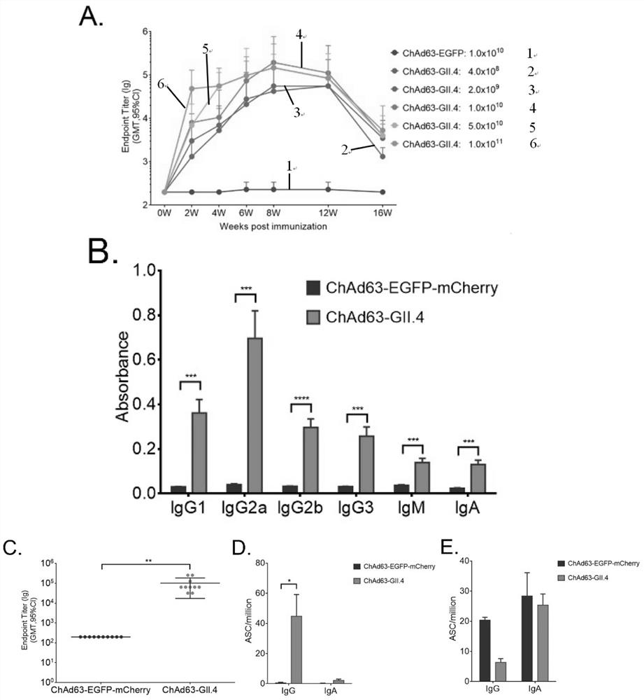 Norovirus vaccine based on chimpanzee adenovirus vector and preparation method and application thereof