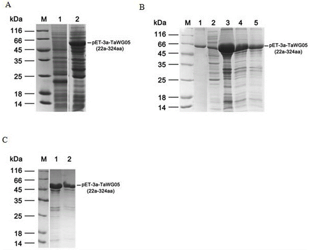 Preparation method of polyclonal antibody of wheat gliadin TaWG05