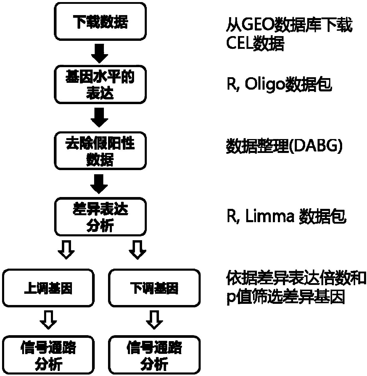 Application of apigenin in preparation of medicine for preventing and treating hemorrhagic cerebrovascular disease and ischemic cerebrovascular disease caused by high blood pressure