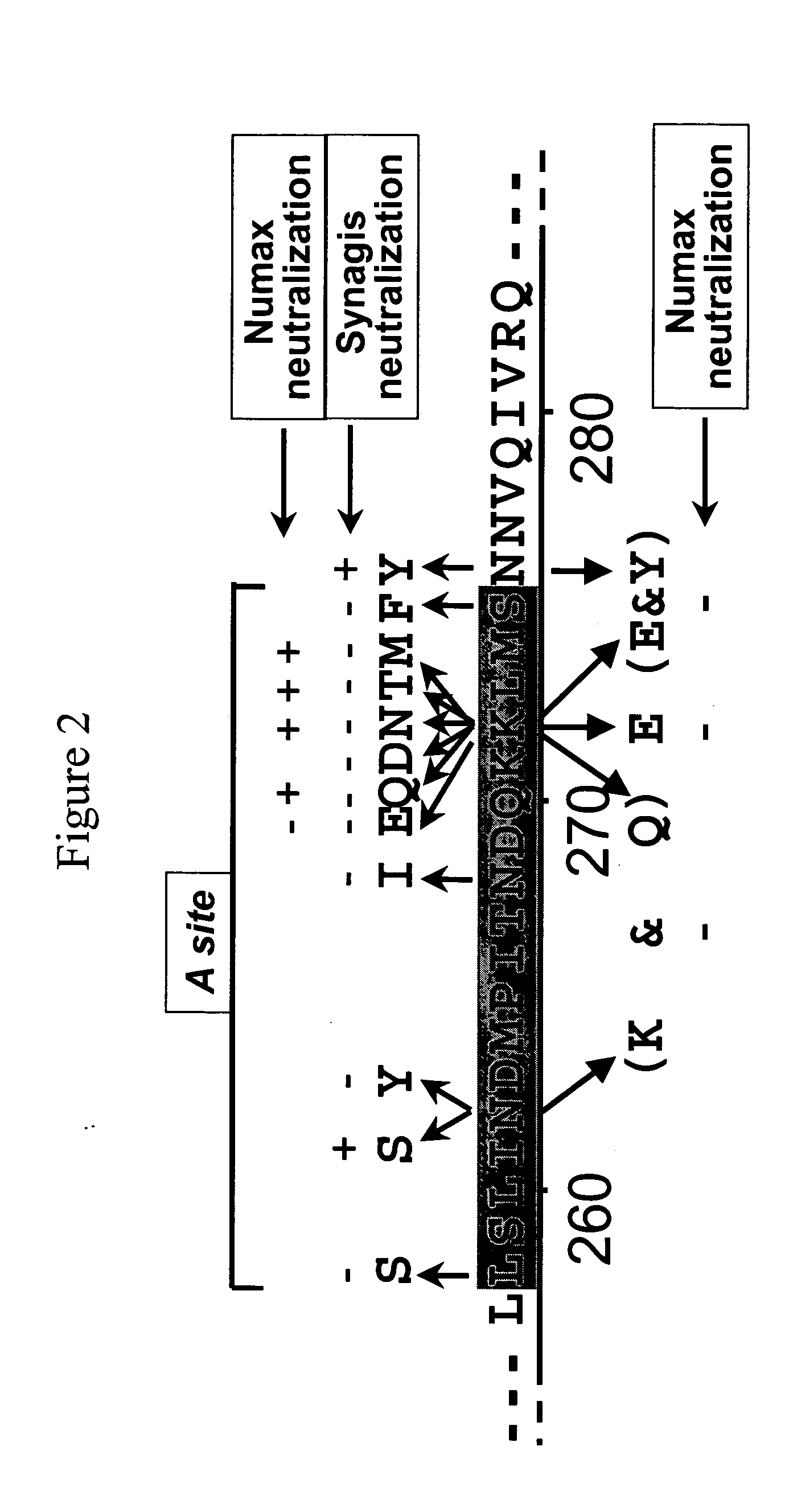Antibodies against and methods for producing vaccines for respiratory syncytial virus