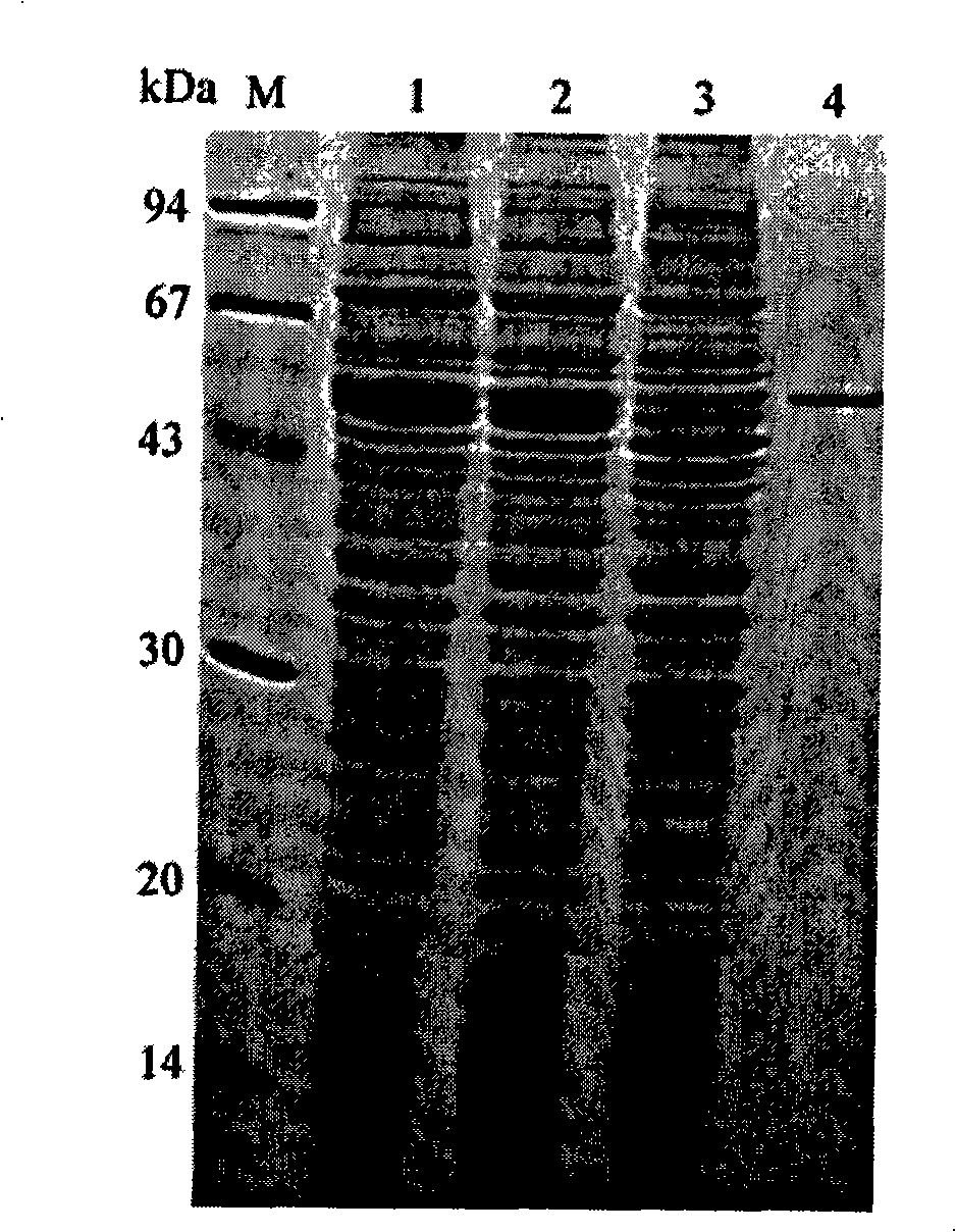 Heat-proof alkaline phosphatase (Tthxm-AP) gene and use of encoding protein thereof