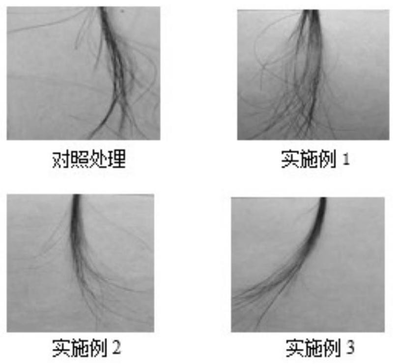 Preparation method and application of hair dyeing product containing melanin precursor prepared by biological fermentation