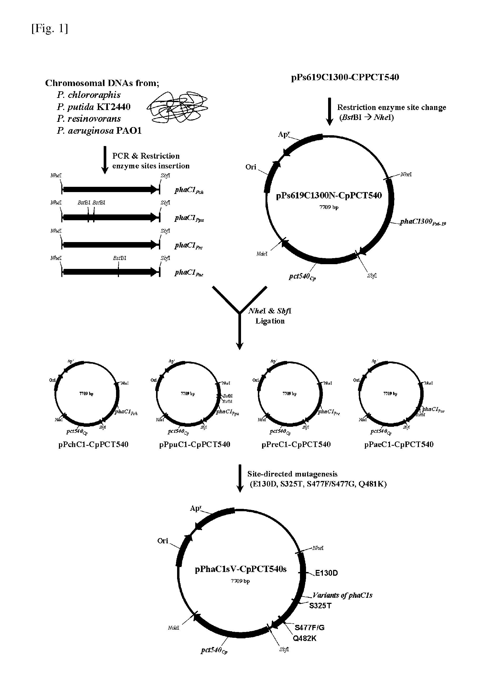 Preparation method of lactate polymers and lactate copolymers using polyhydroxyalkanoate synthase mutants