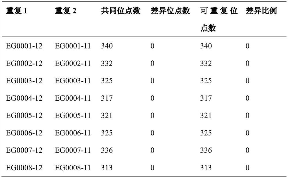 MNP core primer combination for molecular identification of kiwi fruit varieties and application of MNP core primer combination