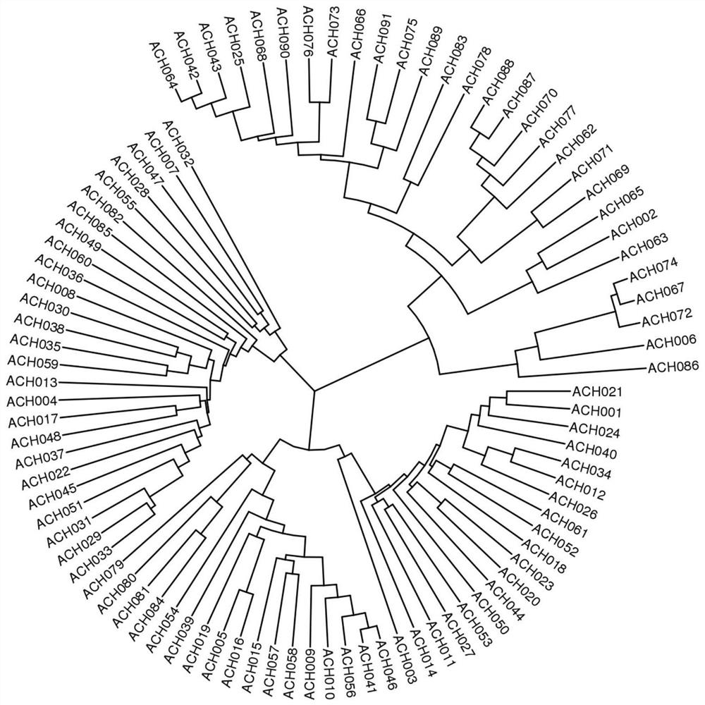 MNP core primer combination for molecular identification of kiwi fruit varieties and application of MNP core primer combination