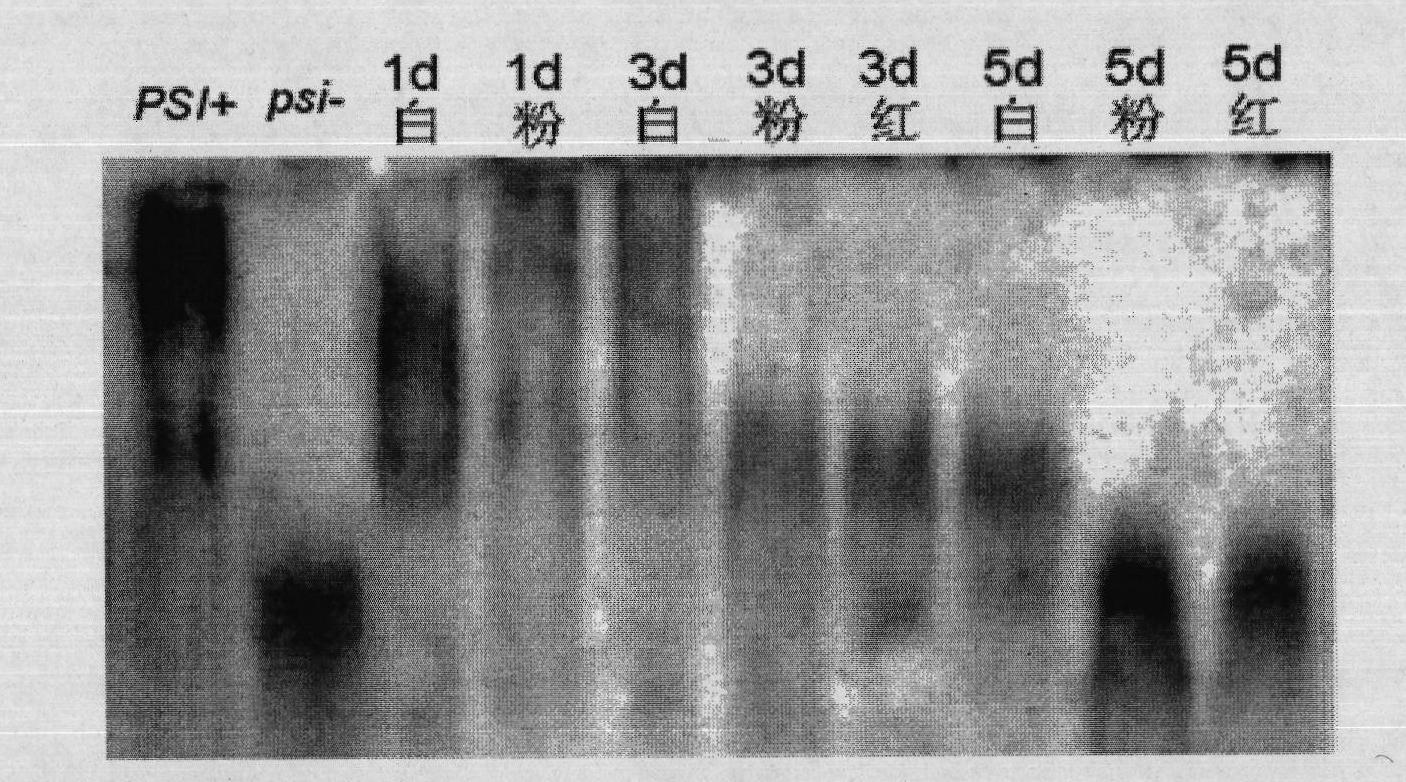 Method for precisely and quantitatively detecting function effect of anti-prion medicament at protein level