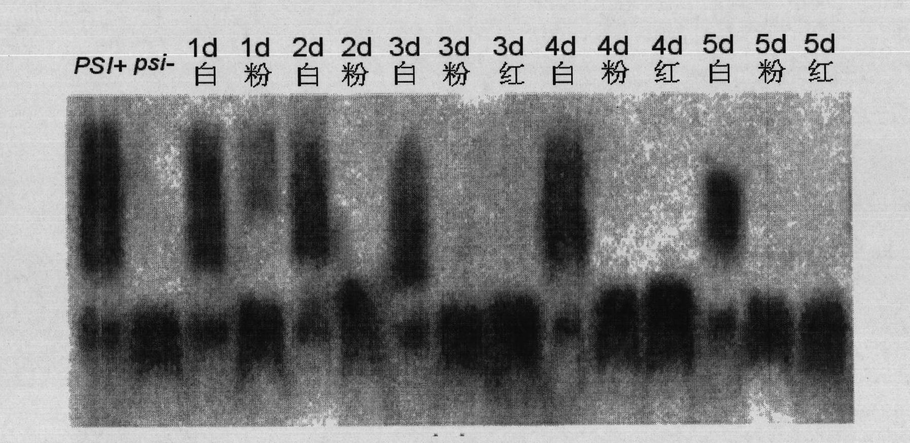 Method for precisely and quantitatively detecting function effect of anti-prion medicament at protein level