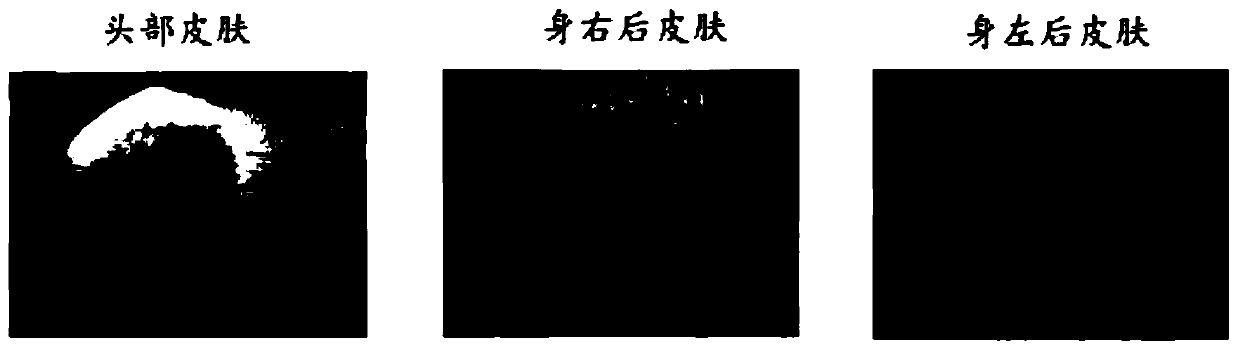 Traditional Chinese medicine ointment with external use for activating blood circulation to dissipate blood stasis and preparation method thereof