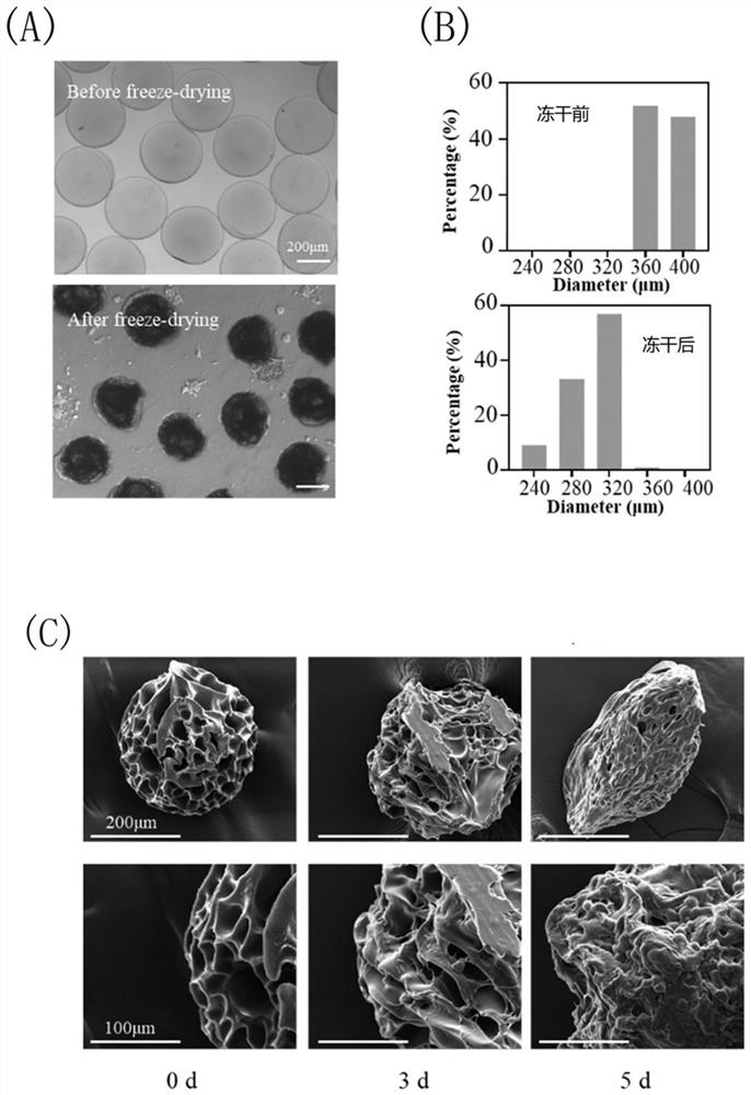 Application of honeycomb-shaped GelMA microspheres in construction of tumor model
