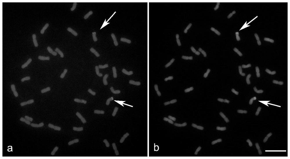 Development and application of decaploid agropyron elongatum molecular marker and tandem repeat probe thereof