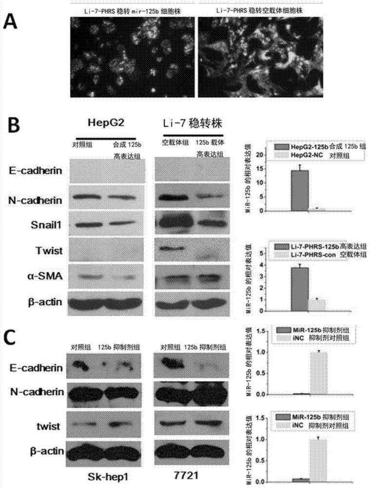 Application of mir‑125b in antitumor