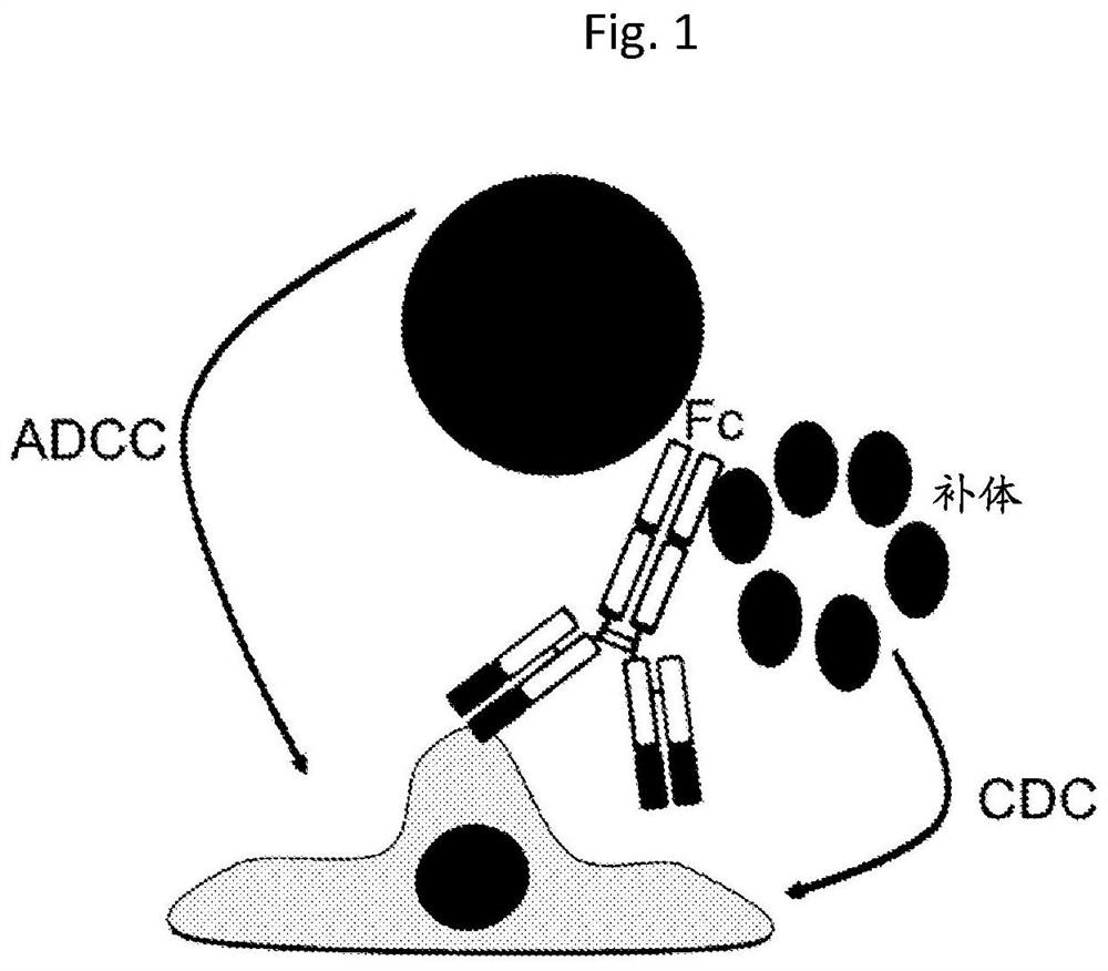 Transplanted cell protection by Fc isolation