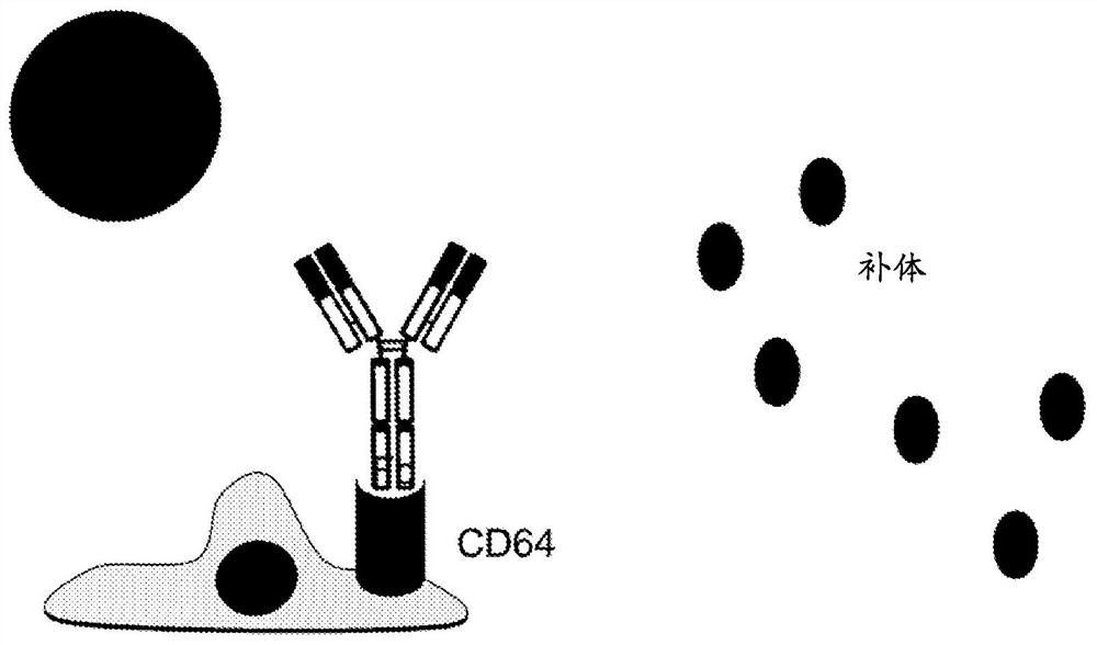 Transplanted cell protection by Fc isolation