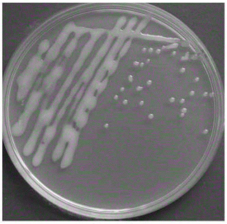 Penicillin sodium degrading bacterium PC-2 and application thereof