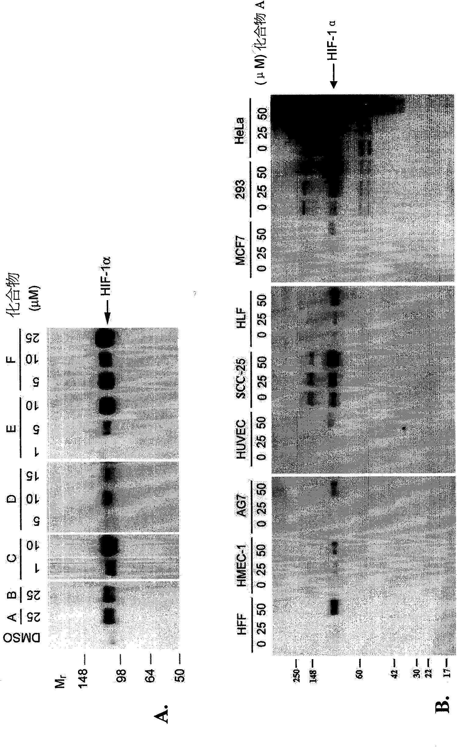 Stabilization of hypoxia inducible factor (HIF) alpha