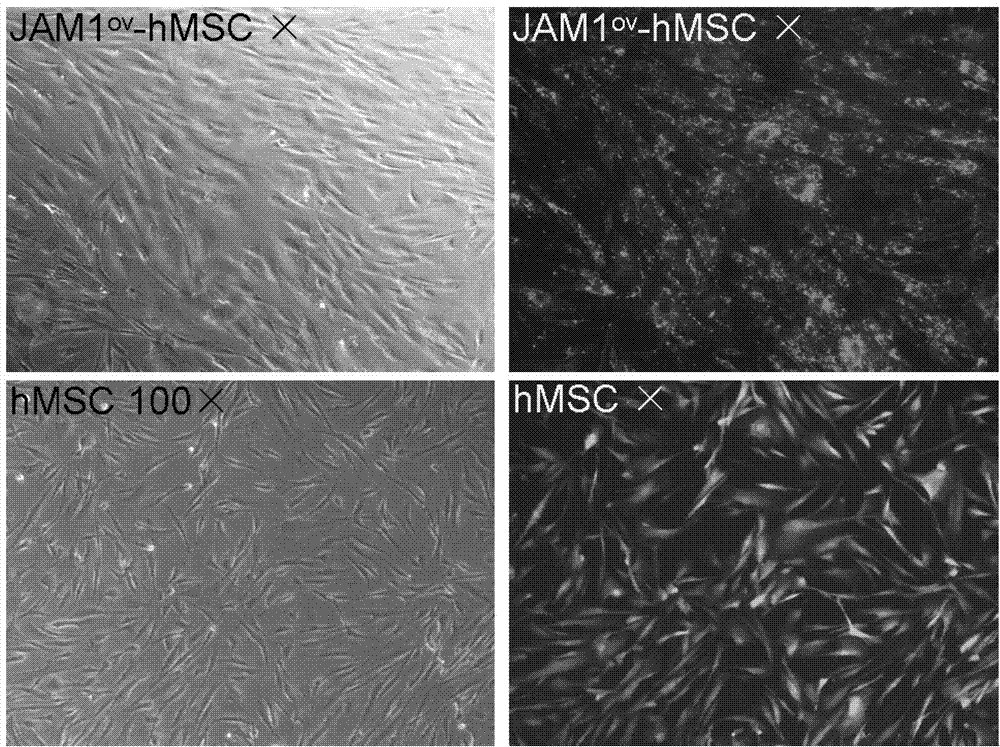 Method of modifying mesenchymal stem cell by JAM1 gene and application thereof