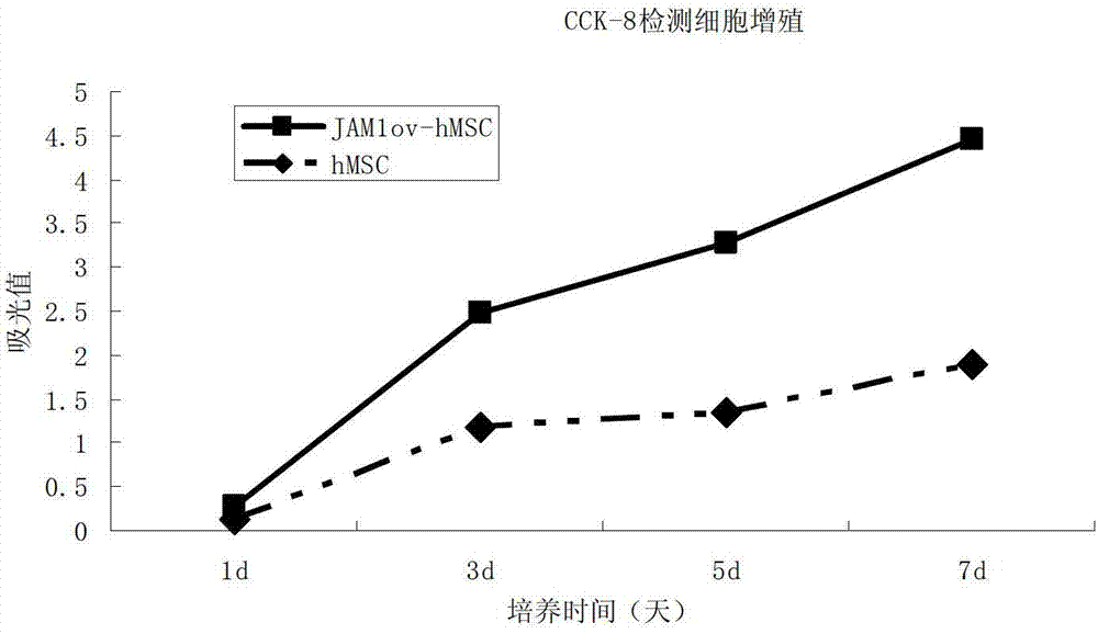 Method of modifying mesenchymal stem cell by JAM1 gene and application thereof