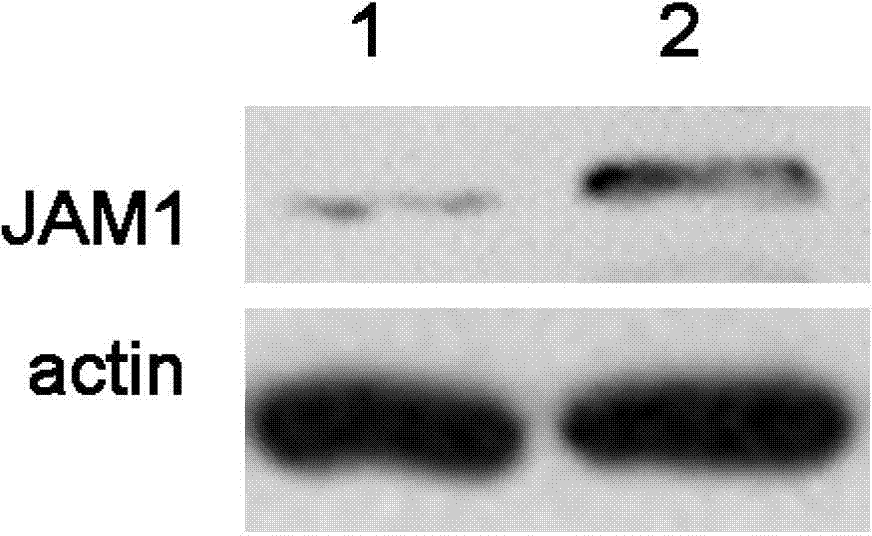 Method of modifying mesenchymal stem cell by JAM1 gene and application thereof