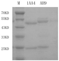Anti-IMP type carbapenemase hybridoma cell strain, monoclonal antibody and application
