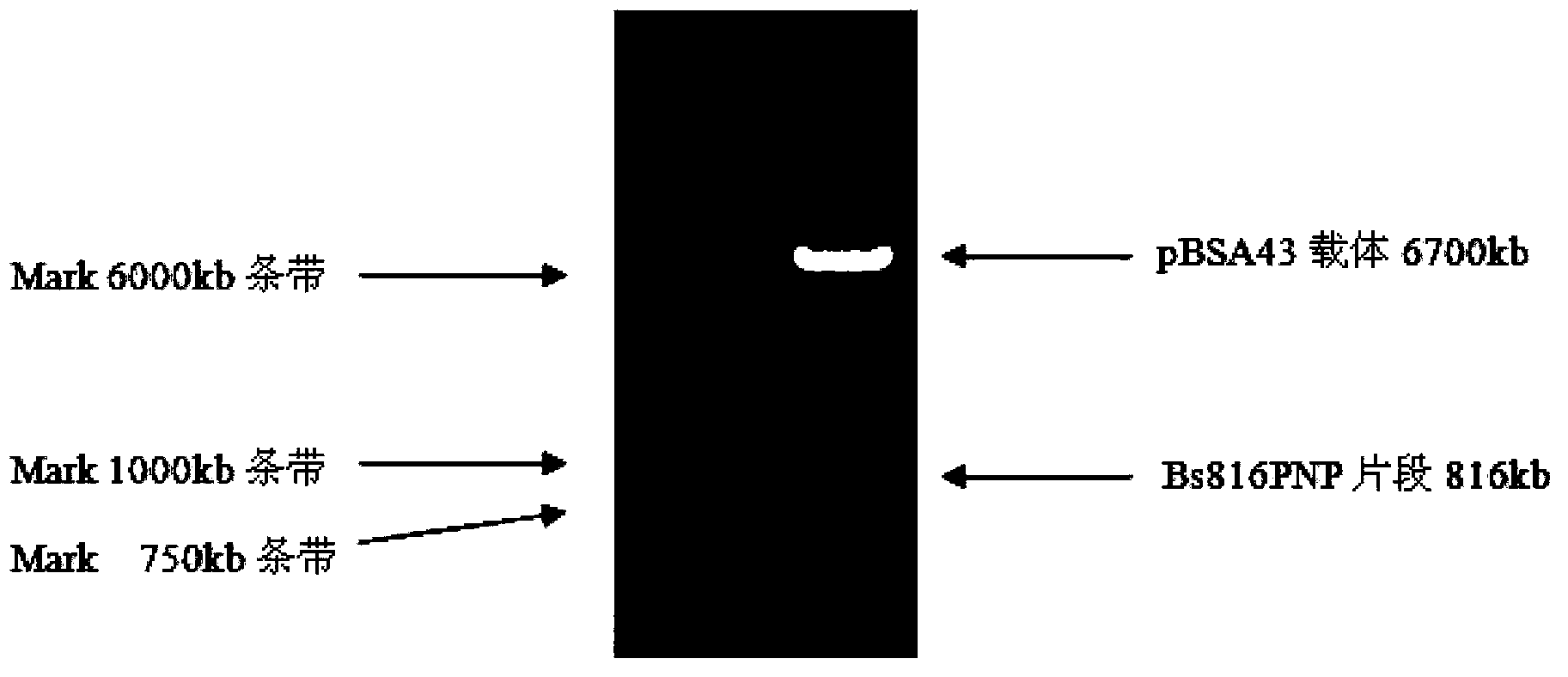 Production process for producing antiviral medicament ribavirin through bacillus amyloliquefaciens precursor addition fermentation method