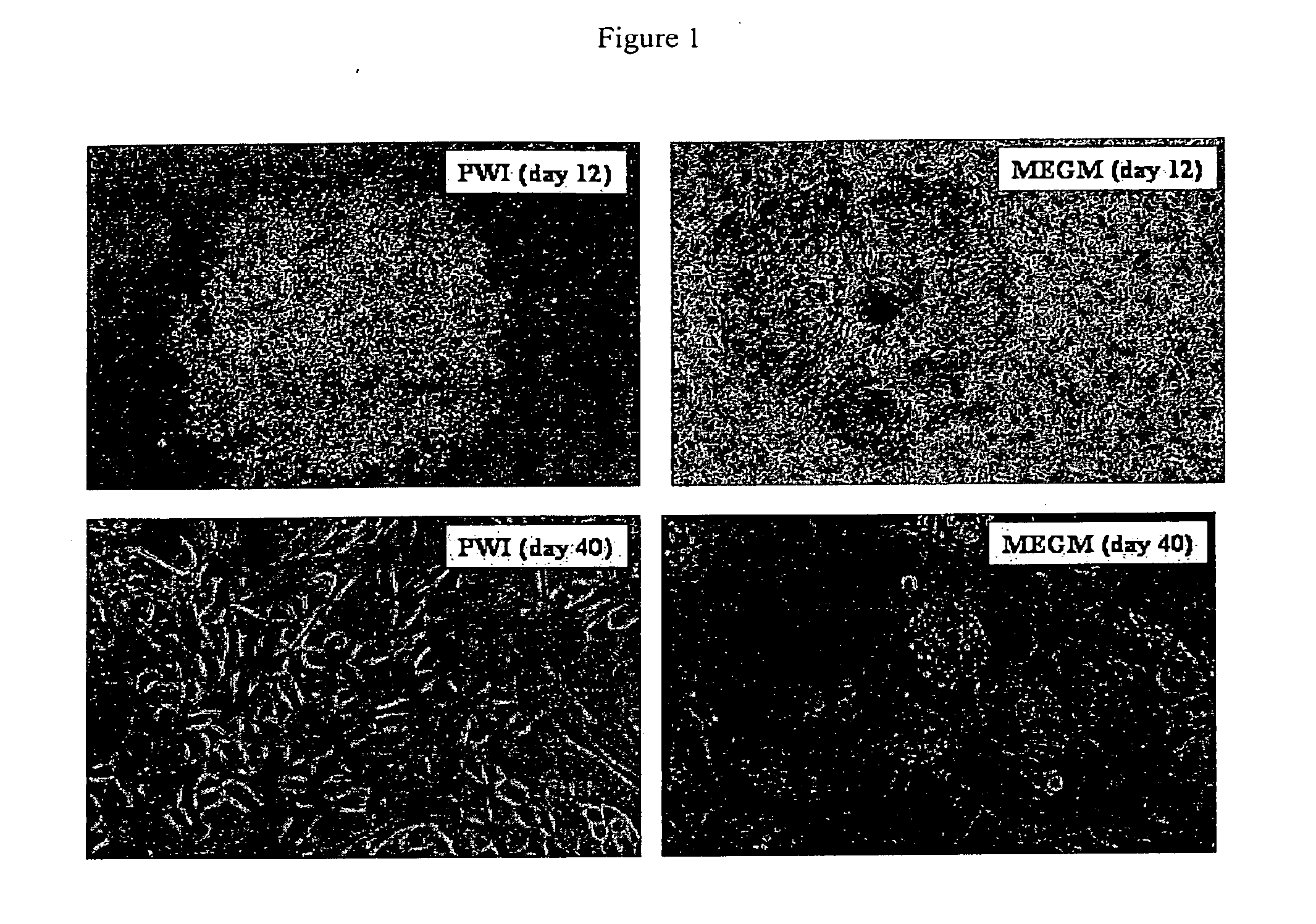 Hormone responsive tissue culture system and uses thereof