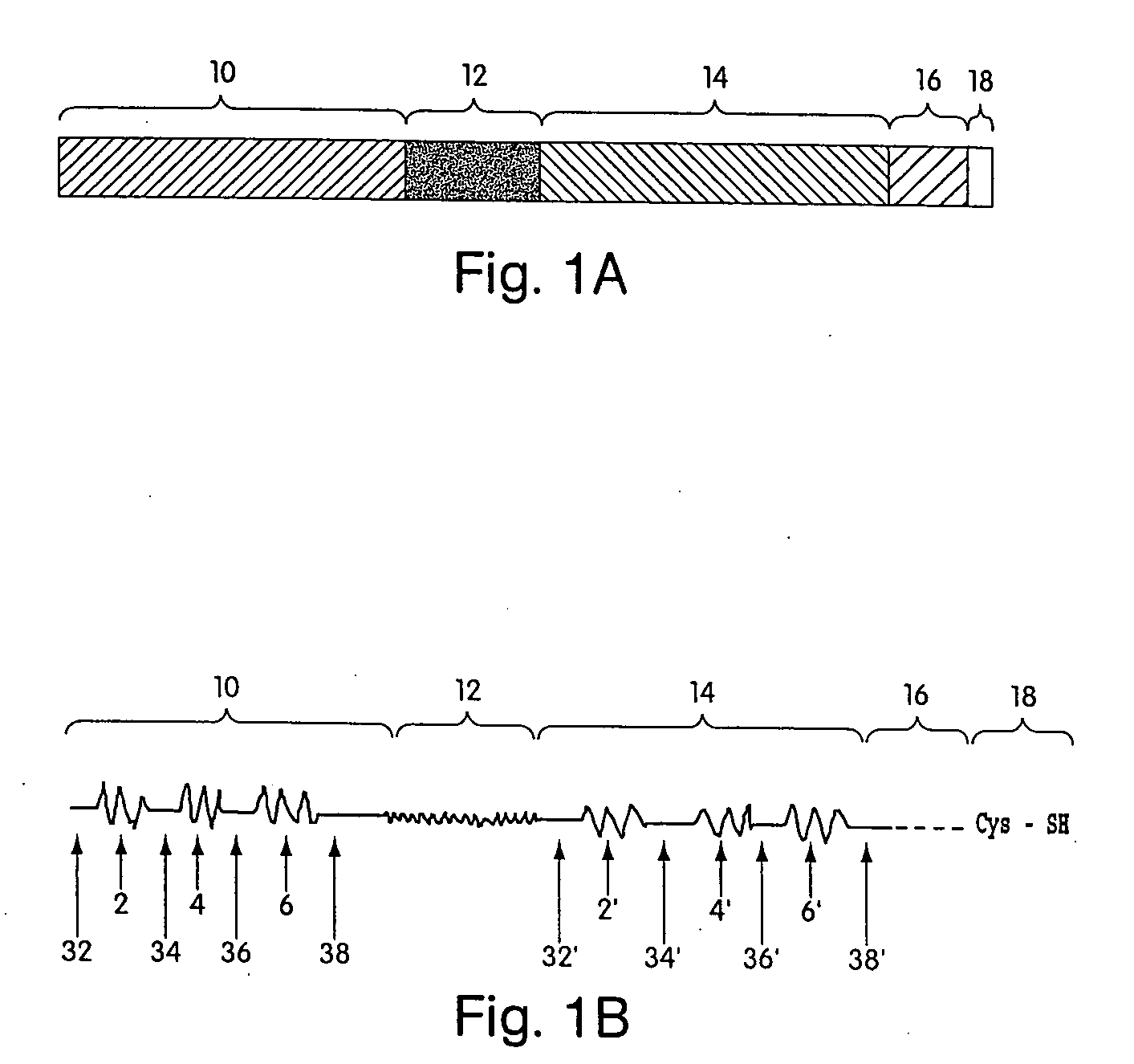 Biosynthetic binding proteins for immuno-targeting