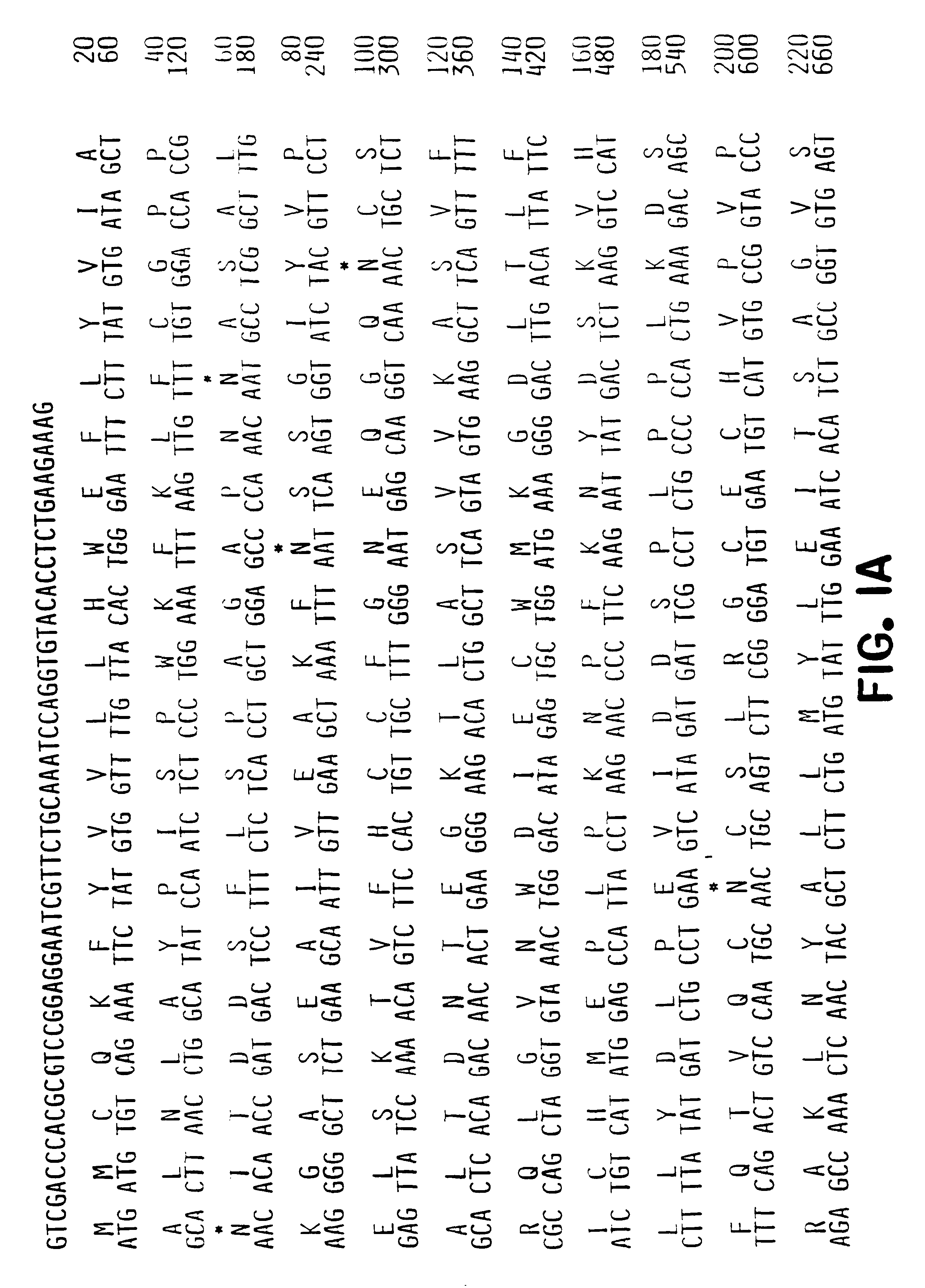 Ob receptor and methods for the diagnosis and treatment of body weight disorders