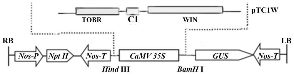 A kind of artificial chimeric promoter and its construction method