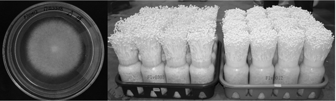 Flammulina velutiper suitable for industrial cultivation and molecular identification method of Flammulina velutiper