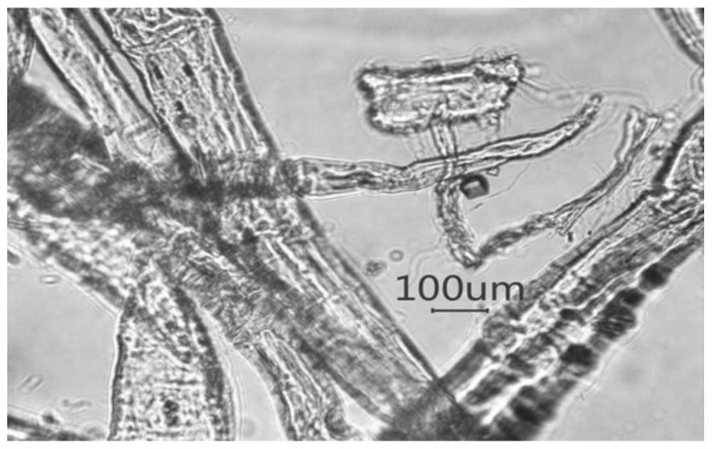 A large -capacity Lyocell cellulose raw solution and its continuous preparation process