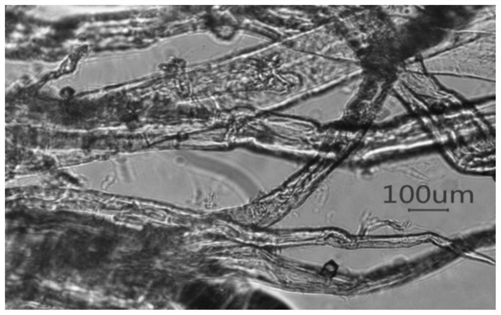 A large -capacity Lyocell cellulose raw solution and its continuous preparation process