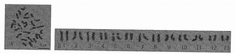 Method for separating cotton chromosomes